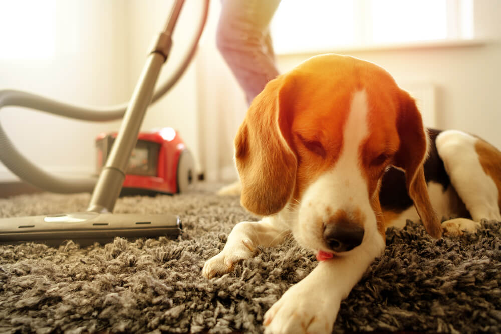 The Best Vacuum Cleaners for Pet Owners